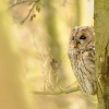 Pustik obecny - Strix aluco - Tawny Owl WS 6684